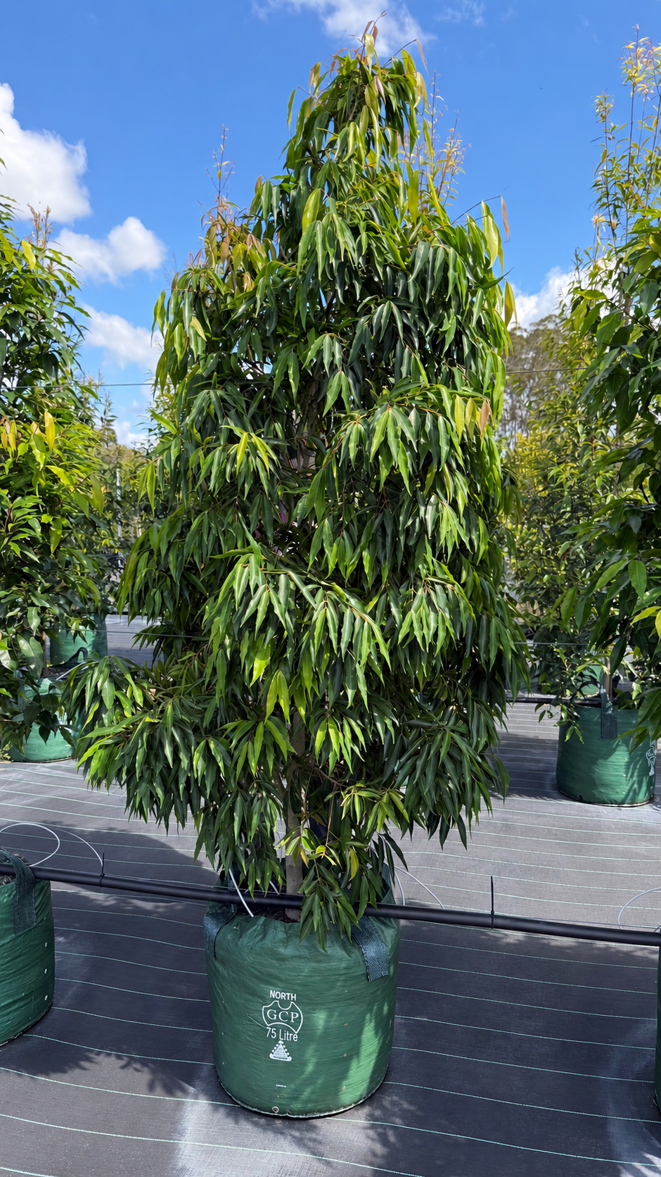 A leafy feature tree in a green grow bag at Island Acres Nursery