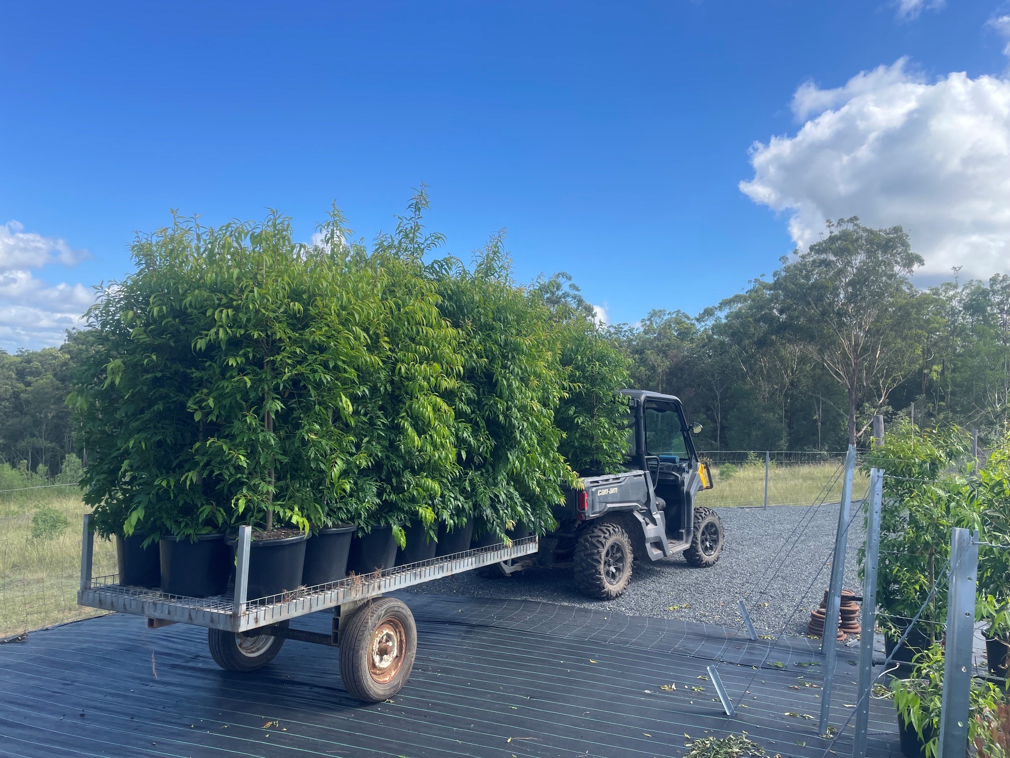 A nursery buggy and trailer loaded with leafy potted trees