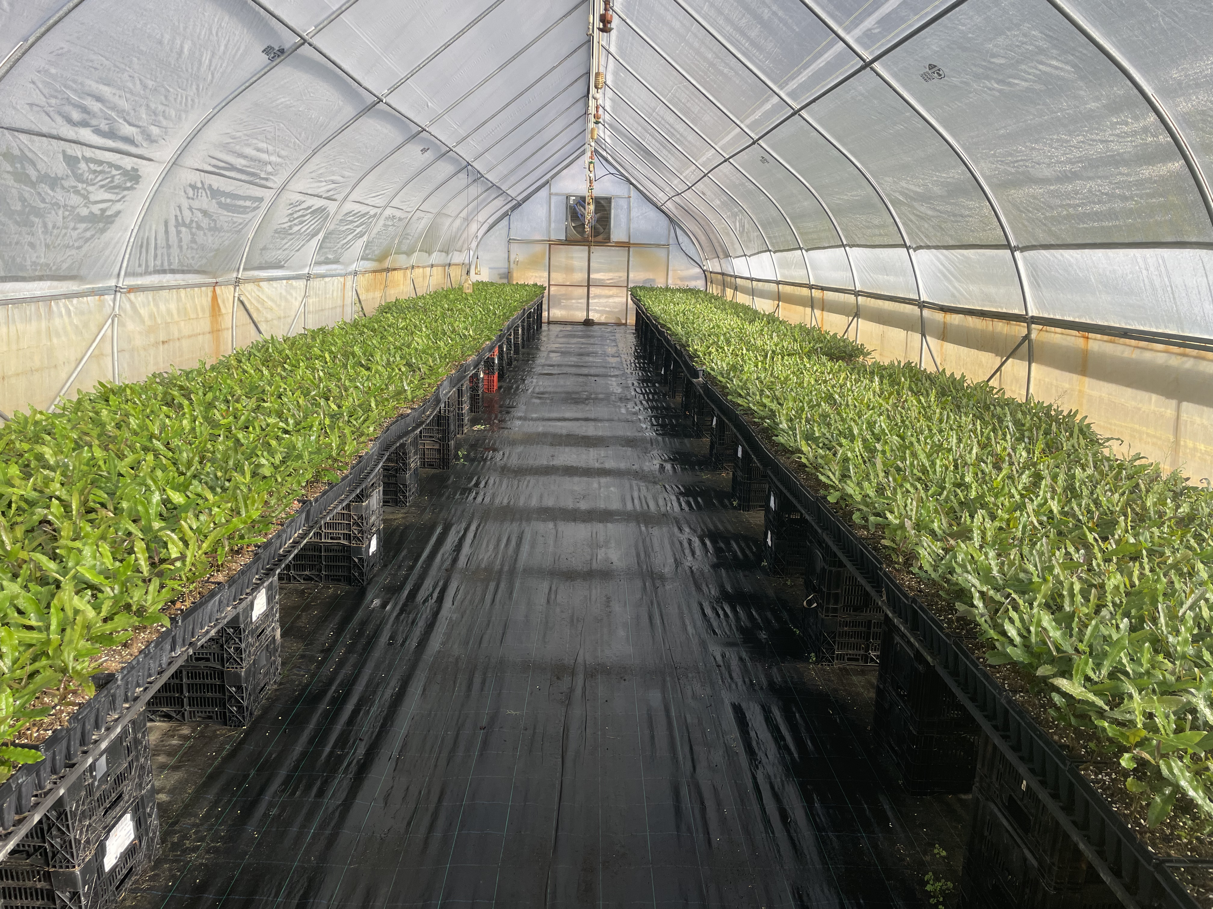 Rows of young nursery plants on benches beside a central aisle inside the propagation tunnel