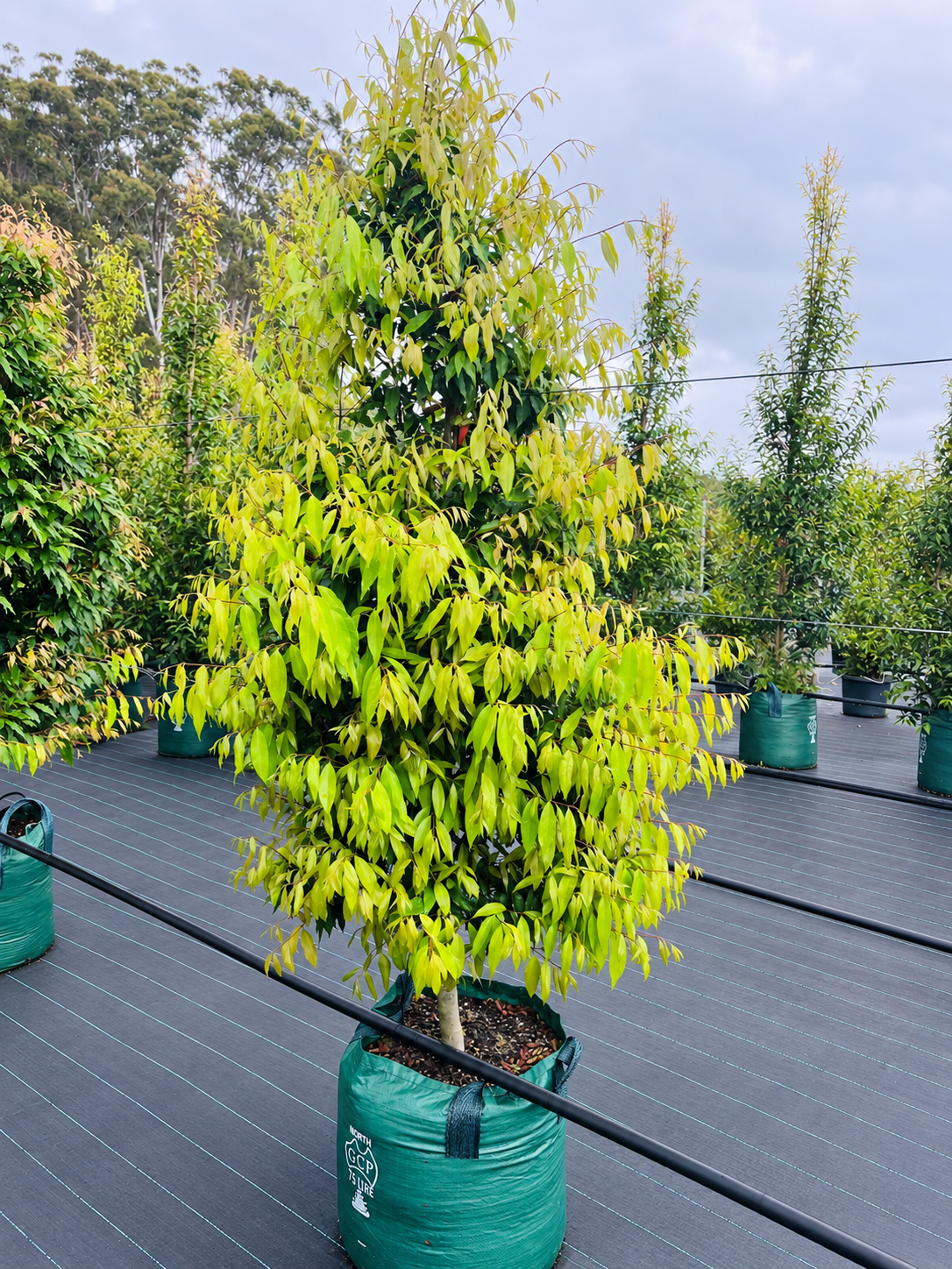 Weeping lilly pilly in a 75-litre grow bag at Island Acres Nursery